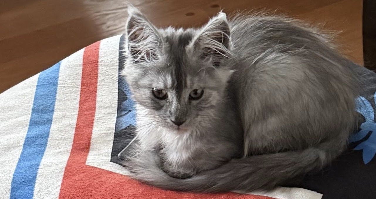 maman maine coon avec ses chatons maine coon kittens
chatterieduroimainecoonquebec