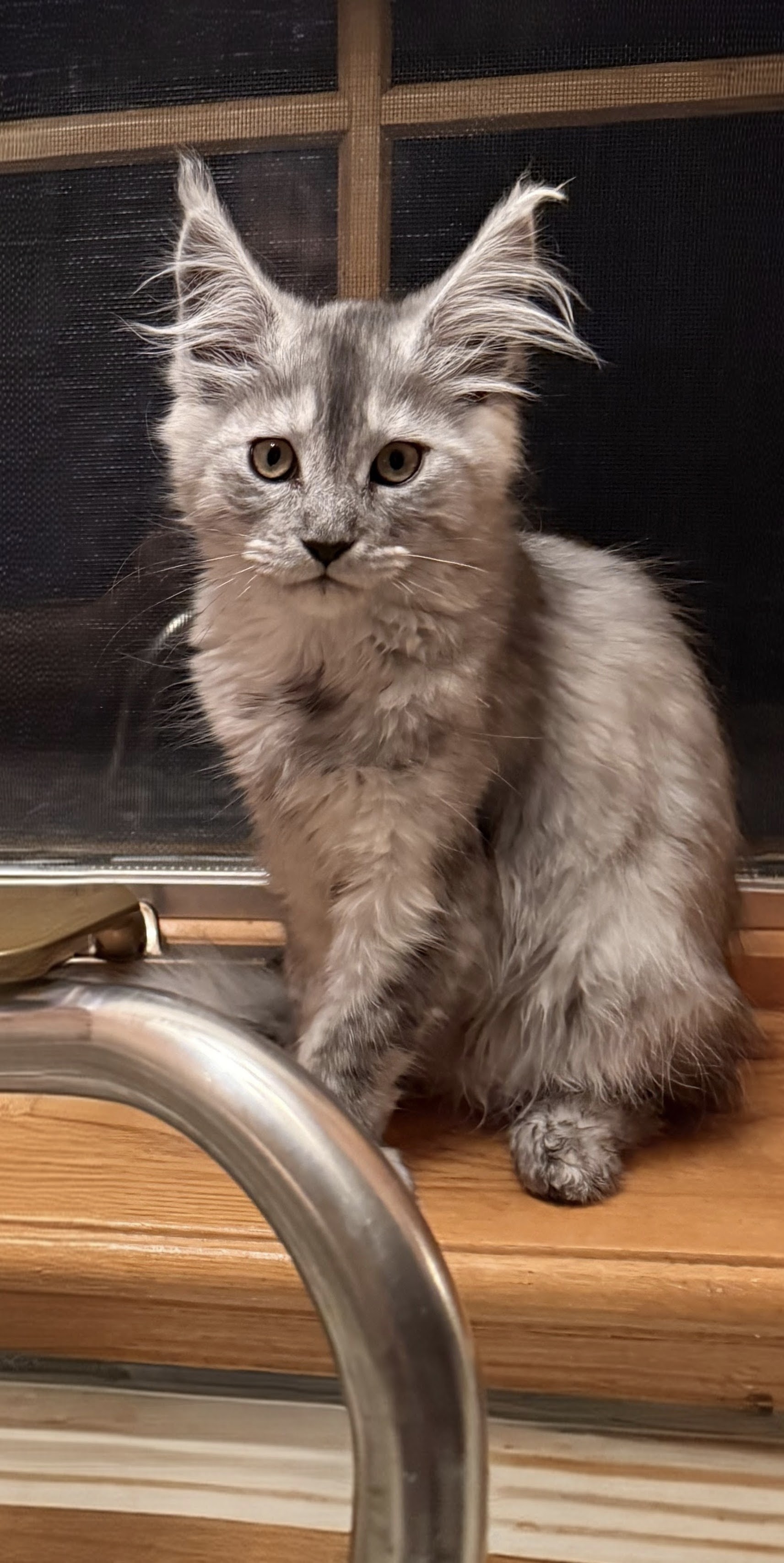 maman maine coon avec ses chatons maine coon kittens
chatterieduroimainecoonquebec