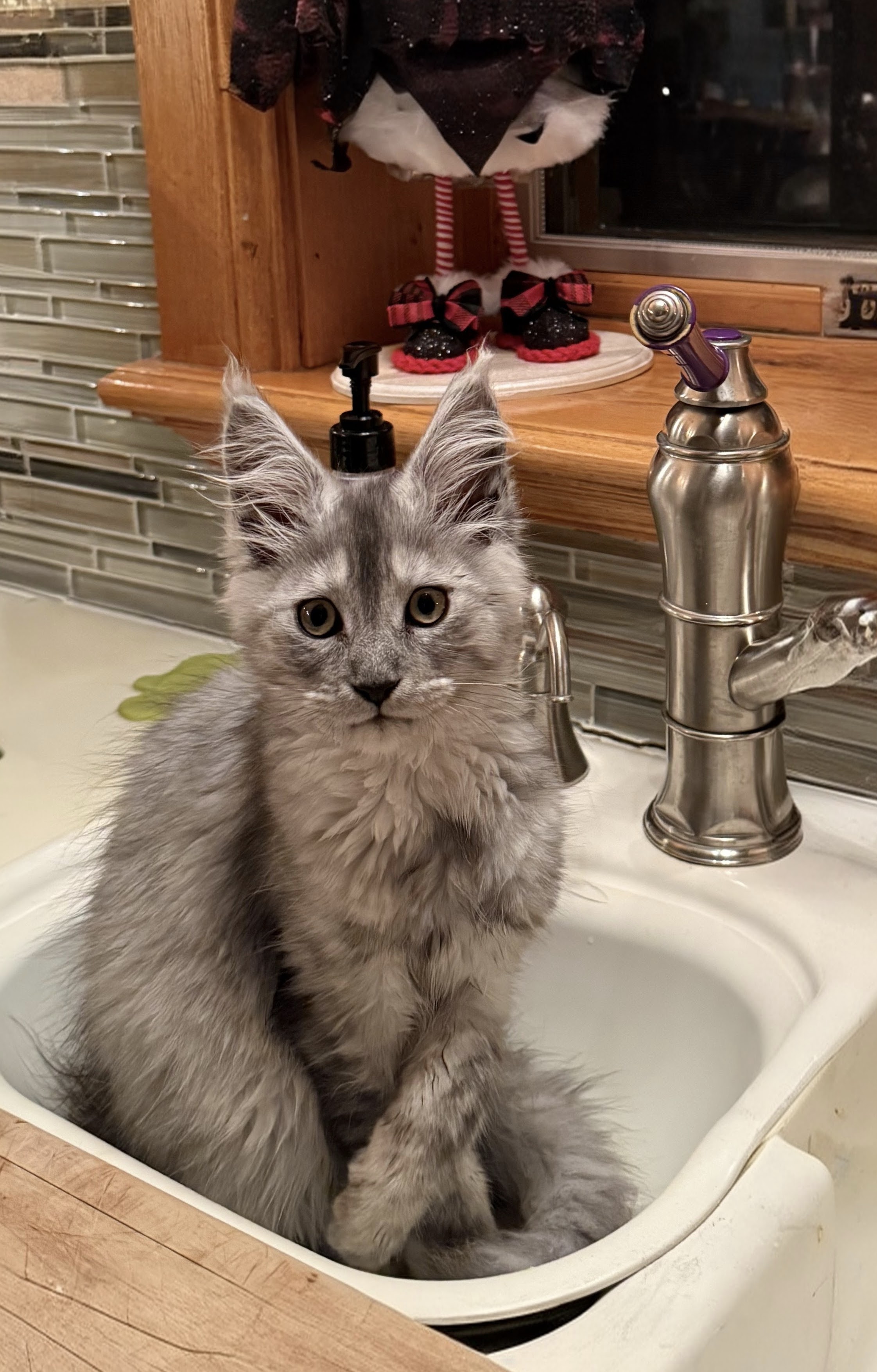 maman maine coon avec ses chatons maine coon kittens
chatterieduroimainecoonquebec